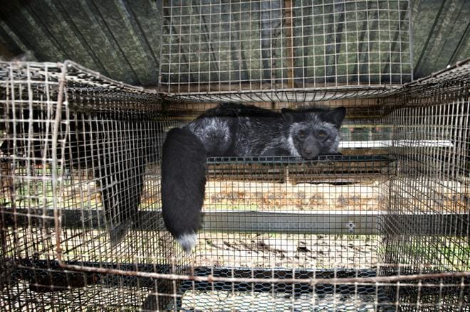 Eläinsuojelulain luonnoksessa tuotantoeläimille esitetään mahdollisuutta lajille tyypilliseen käyttäytymiseen. Arkistokuva: Kimmo Penttinen