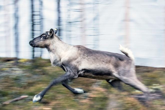 Kainuusta tuotu villi peura on sopeutunut hyvin Isojoen oloihin. KUVA: TIINA MÄKELÄ