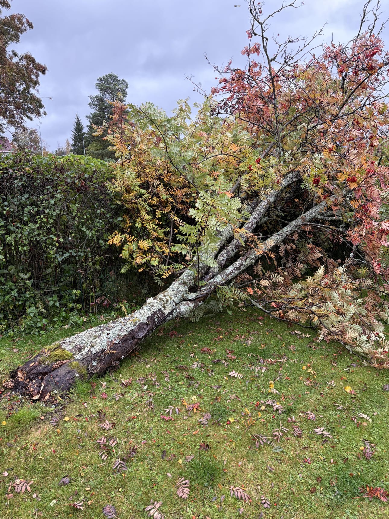 Pihapihlaja joutui antautumaan Knuutilankankaalla.
