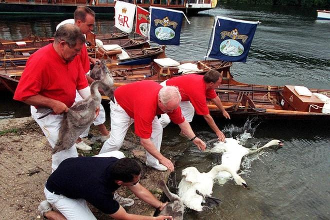 Joutsenten laskeminen on Britanniassa perinteikäs seremonia. Kymmenen vuotta sitten kuninkaallisen perheen palkkaamat joutsenista huolehtivat työntekijät mittasivat, punnitsivat ja merkitsivät linnut Thames-joen varrella. KUVA: Tim_Ockenden