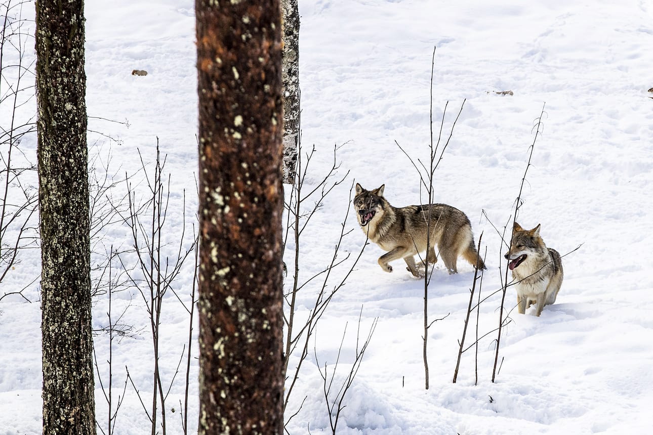RANUA. Susipari Ruska ja Ruoste nauttivat keväästä ja toistensa seurasta Ranuan eläinpuiston suljettujen porttien takana. Puiston henkilökunta toivoo, että parille olisi tulevaisuudessa luvassa perheenlisäystä.