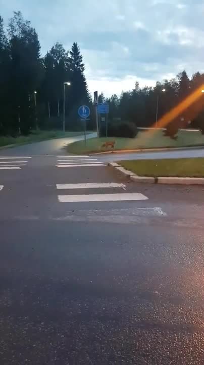 Aamuinen kohtaaminen cityketun kanssa Oulussa