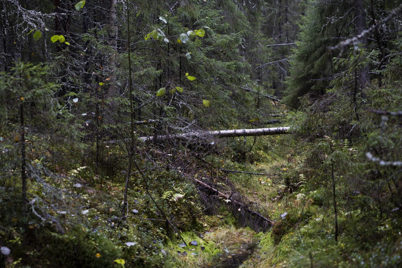 Suomessa on tulossa muutoksia sekä metsälakiin että luonnonsuojelulakiin. Ne liittyvät pesintäaikaisten hakkuiden vaikutuksiin lintukantoihin.