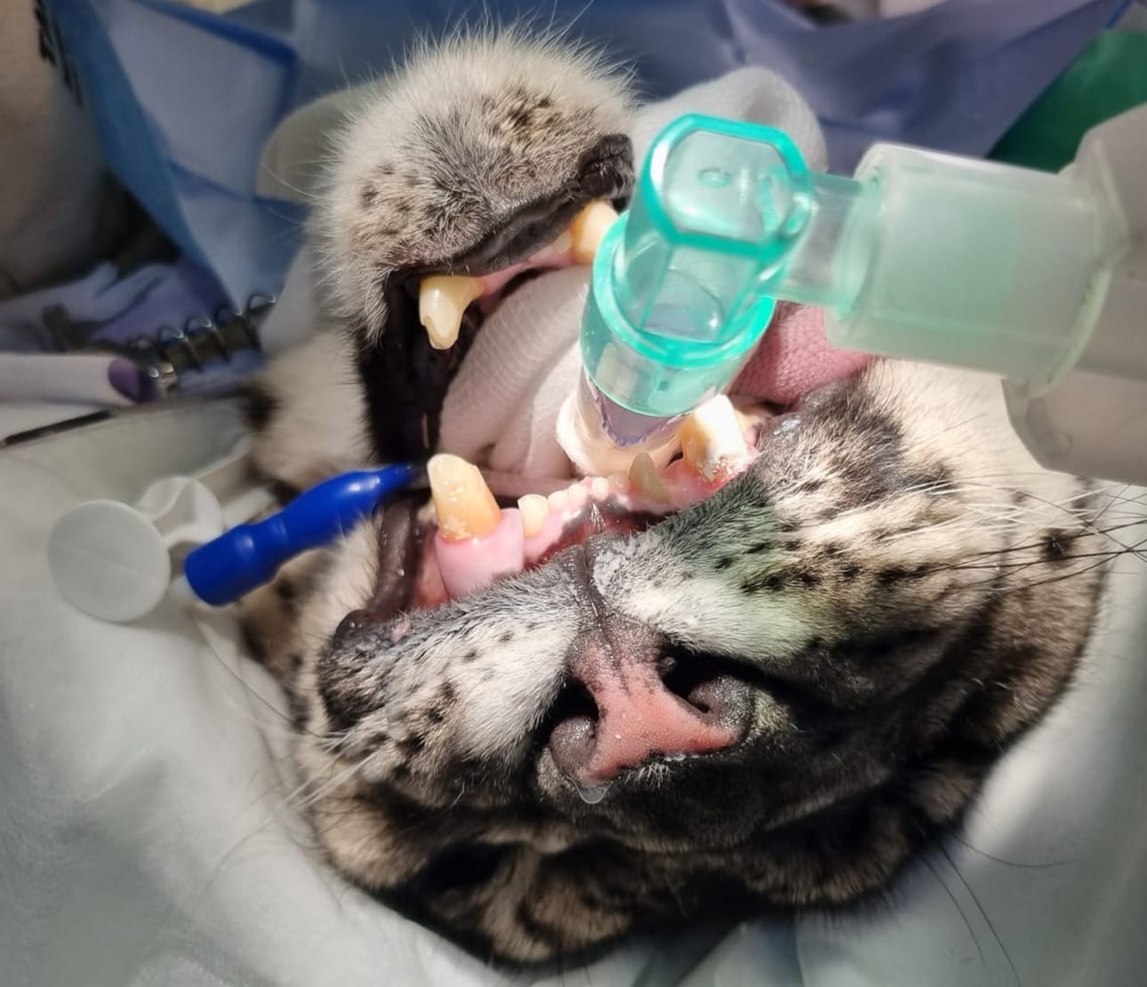 Ähtäriläinen lumileopardi Jamal kärsi hammaskivuista, joihin piti saada pikaista apua.