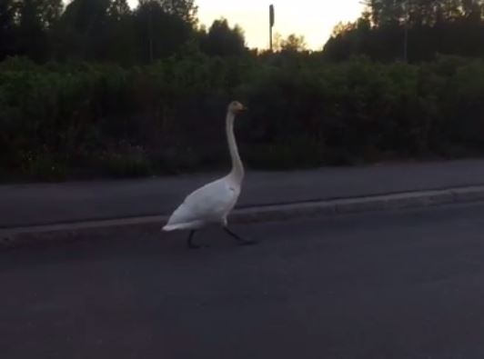 Joutsen perjantai-illan kävelyllä Kaukovainiolla