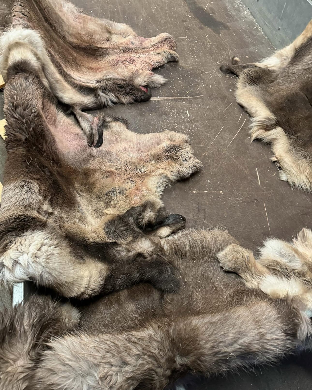 Vaasan pääpoliisiaseman varastossa on vajaa 10 tien varrelta löytynyttä poronnahkaa.