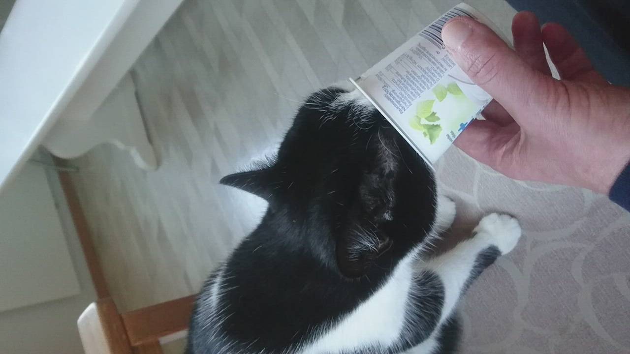 Kissakilpailu: Jogurtti on Viirun herkkua
