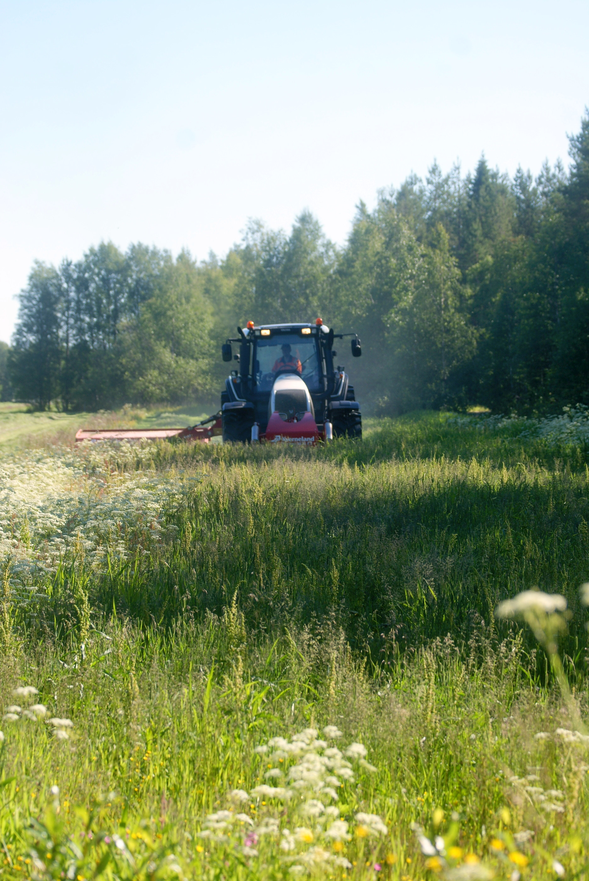 Jyrki Jurmun ohjaaman Valtran niittokoneen työleveys on kuusi metriä. Hyvissä olosuhteissa heinä voidaan ajaa säilöön tai paalata samana päivänä.