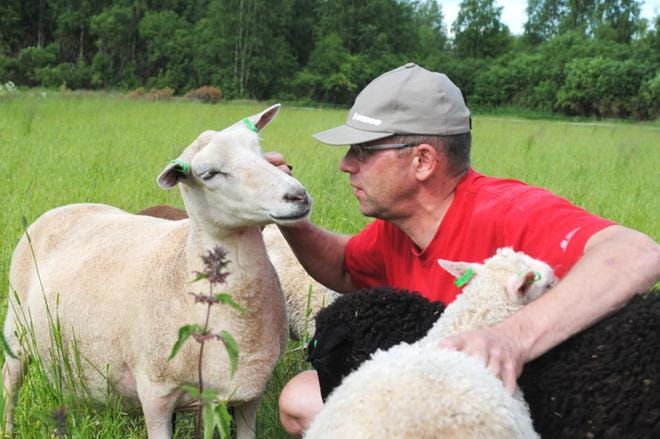 Kun Marjamäen lammastilalla karitsoinnit ajoittuvat kevääseen ja syksyyn, on Kosti Ruismäellä aikaa lähteä Kuhinoille. KUVA:EEVA-LIISA KULJU