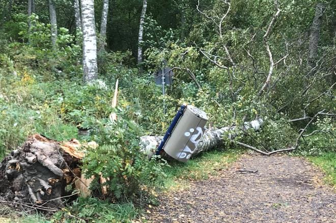 Puu kaatui roskakorin päälle Vaasassa Aila-myrskyssä. Kuva: Tiina Juujärvi