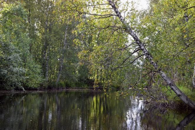 Kuivuus vaivaa vesistöjä. Kuninkaanjoki laskee Alajärveen, jonka vesi on nyt jo 15 cm normaalin alapuolella. KUVA: SARI HEINILÄ