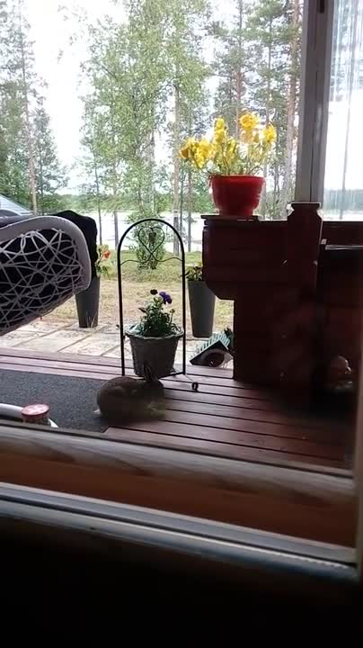 Jänöt parturoivat kukkia terassilla