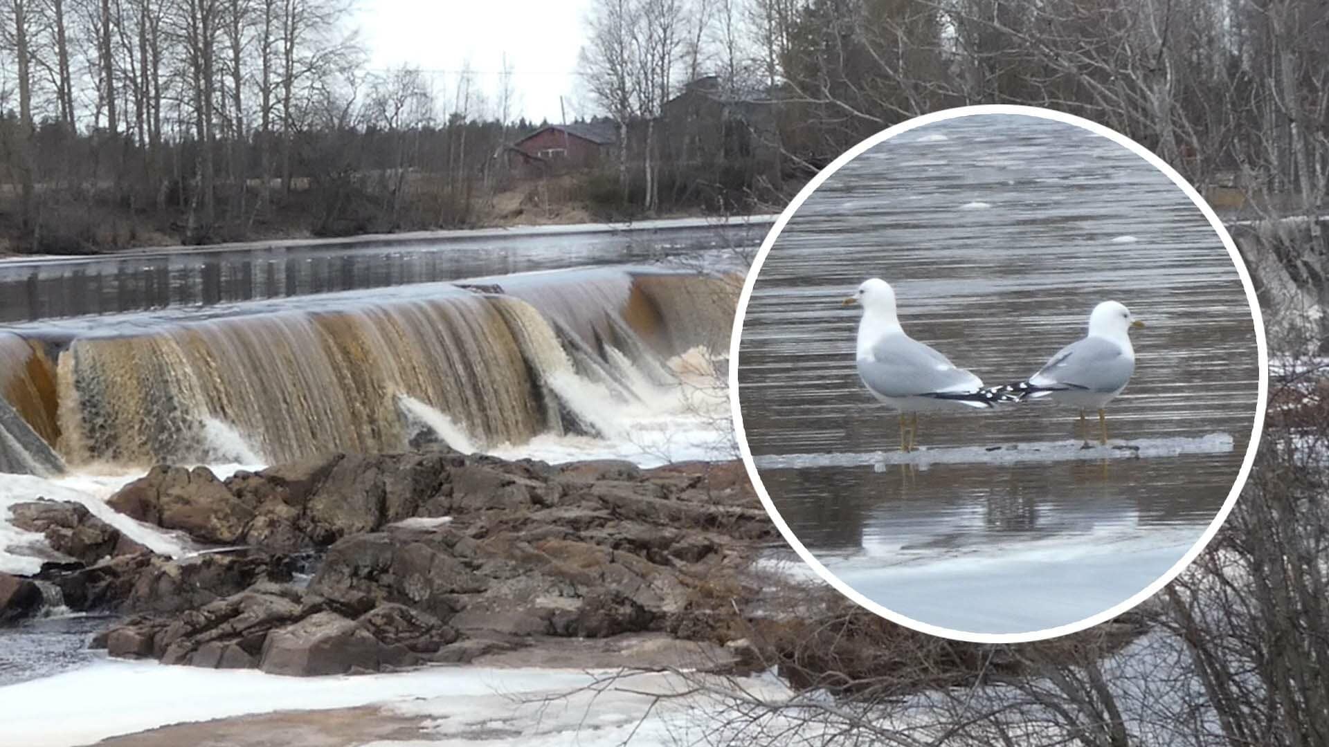 Lokkiparin huvittava mittelö jäälautan päällä tallentui liminkalaisen Karin kameraan