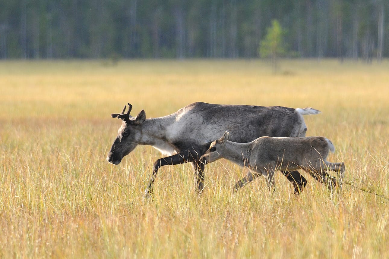 MetsäpeuraLIFE-hanke sai onnistuneen päätöksen. Arkistokuva.