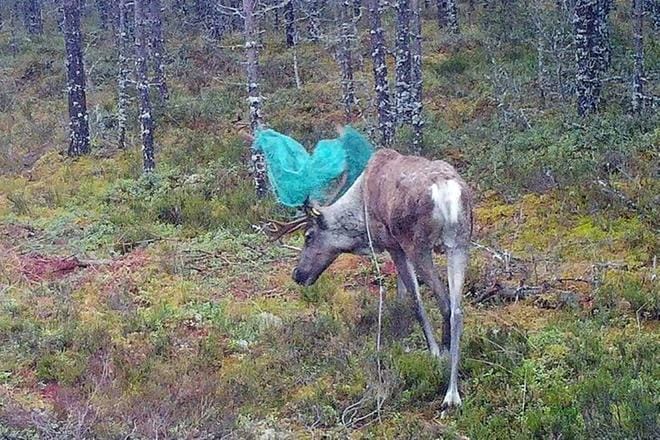 Metsäpeurahirvaan sarvissa olevan säkin alkuperä on epäselvä, mutta tarhalta se ei ole lähtöisin. KUVA: METSÄHALLITUS