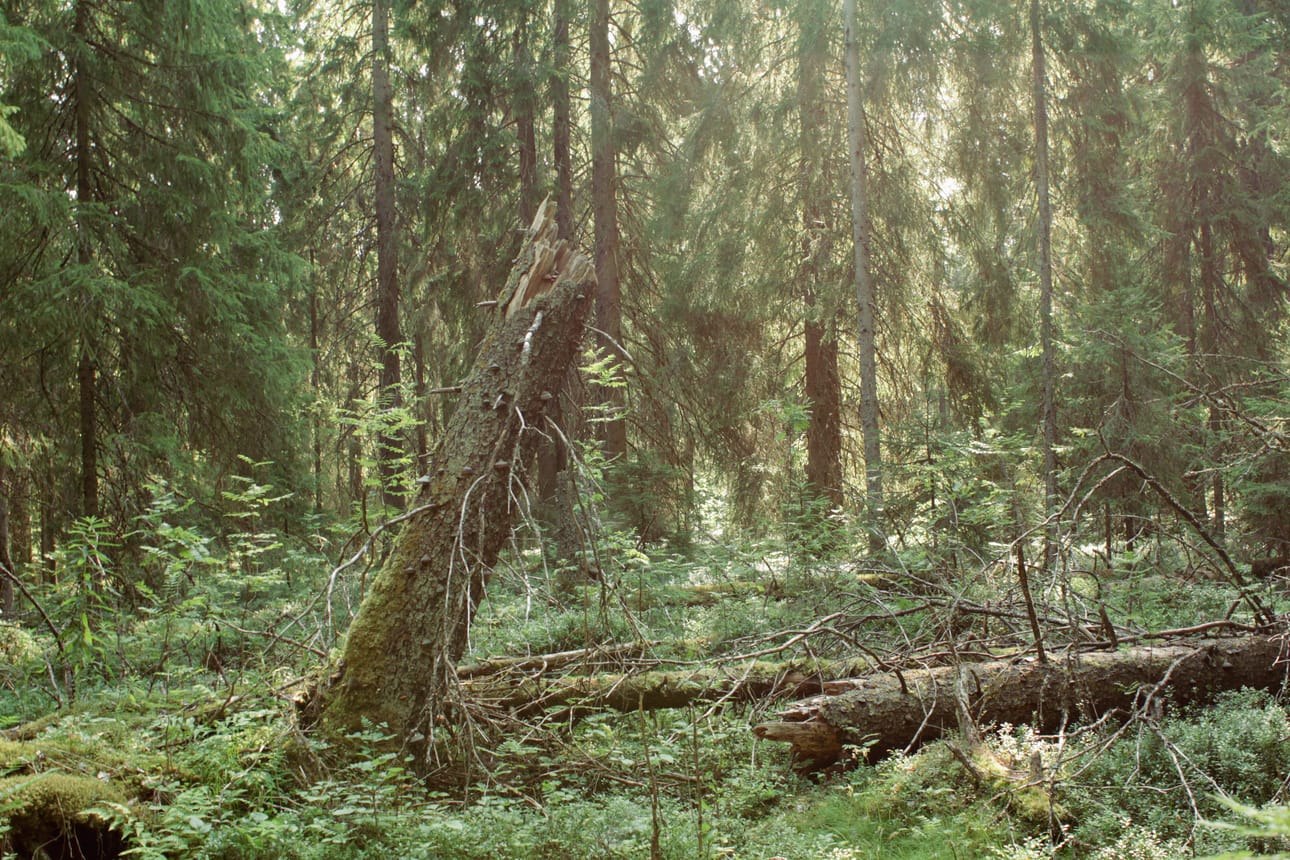 Pystyyn kuolleet, kaatuneet ja maassa lahoavat puut ovat luonnon monimuotoisuudelle merkittäviä. Monet uhanalaiset lajit tarvitsevat lahopuita, jotka ovat talousmetsissä harvinainen näky.