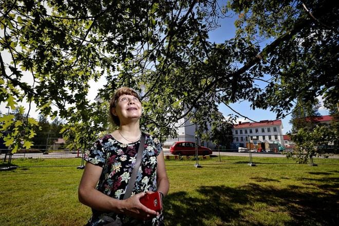 Dendrologian seuran kolmepäiväinen kesäretki näytti muun muassa Anneli Viherä-Aarniolle jykevät punatammet Seinäjoella. KUVA: TOMI KOSONEN