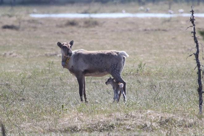 Villi metsäpeuravaadin ja sen muutaman tunnin ikäinen vasa Kuhmossa toukokuussa 2018. Kuvaaja: Pekka Kilpeläinen/Metsähallitus.