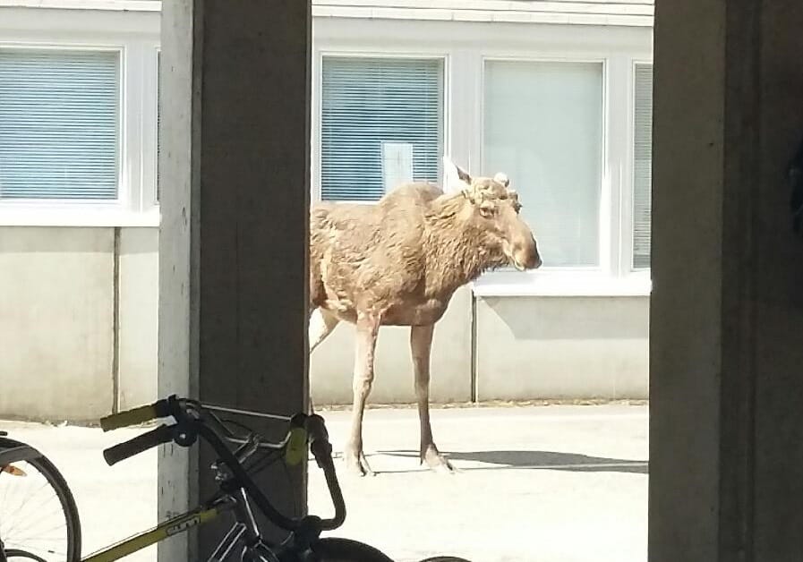 Hirvi ihmetytti sairaalan pihalla Oulussa.