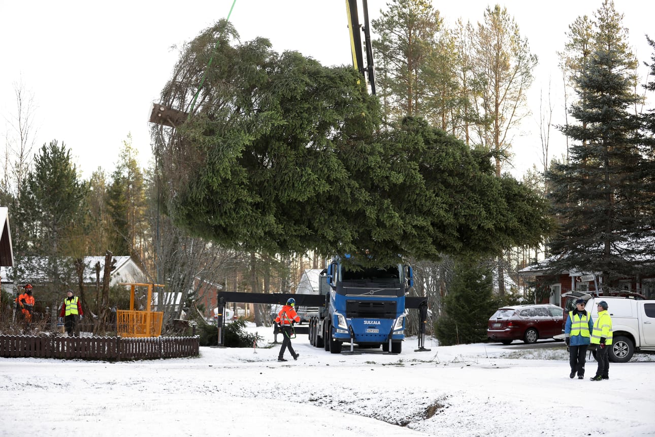 Tuiran joulukuusi haettiin tänä vuonna Rannanperältä.