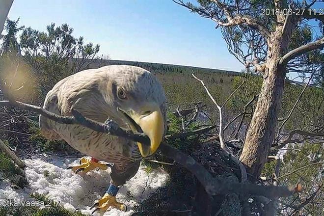 Merikotkien pesintää seurataan kahdella pesällä. Kalastajien jäälle jättämät kalat ovat talvisin erittäin tärkeä ravinnon lähde pesiville merikotkille. Kuva: Pohjanmaan Merikotkat ry