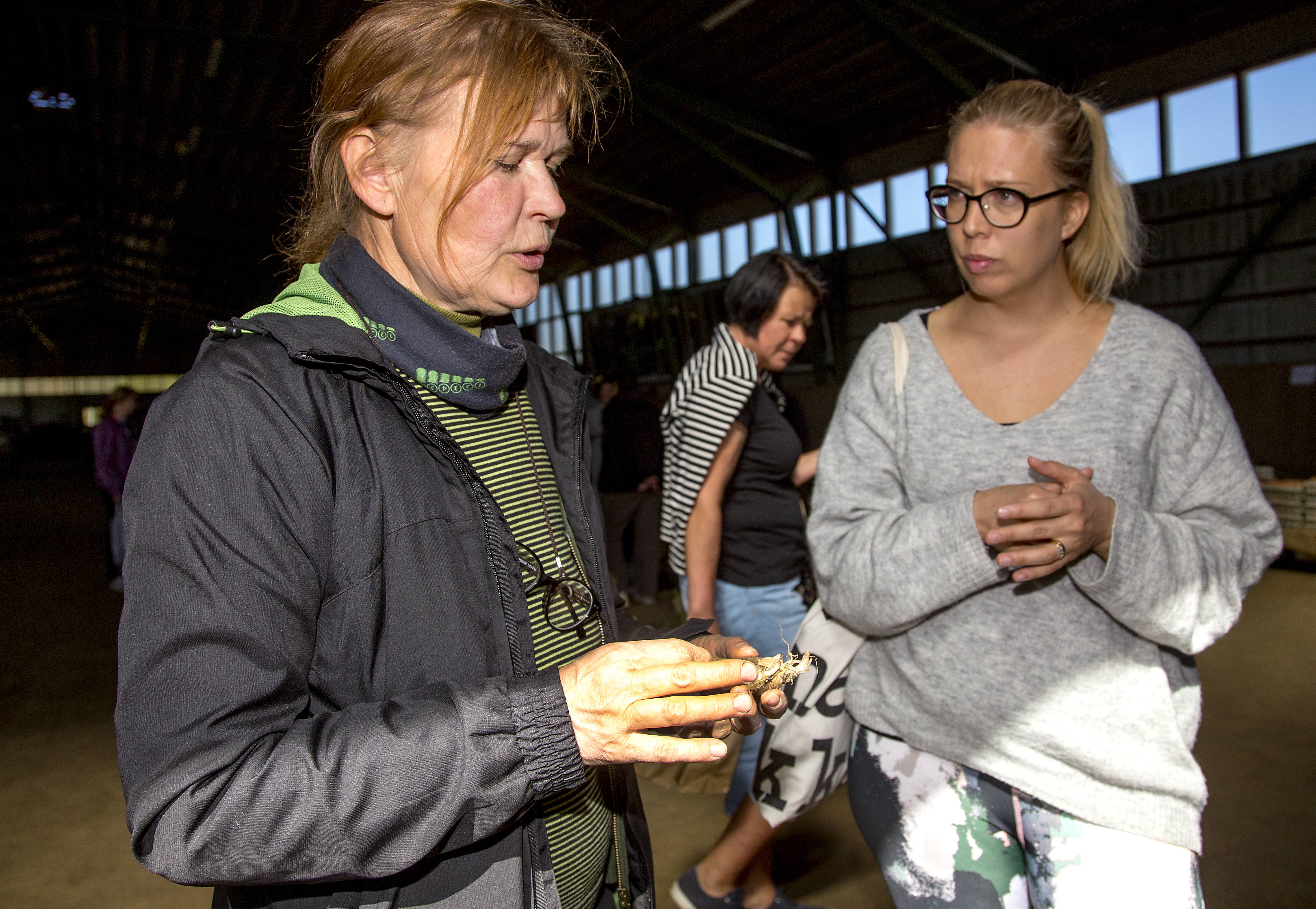 Lumijokinen luomuviljelijä Soile Prokkola esitteli oululaiselle Karolina Rasille maa-artisokan juuria. Karolina Rasin mukaan lähti messuilta maa-artisokan lisäksi muun muassa mustakuusi ja lehtikuusi.