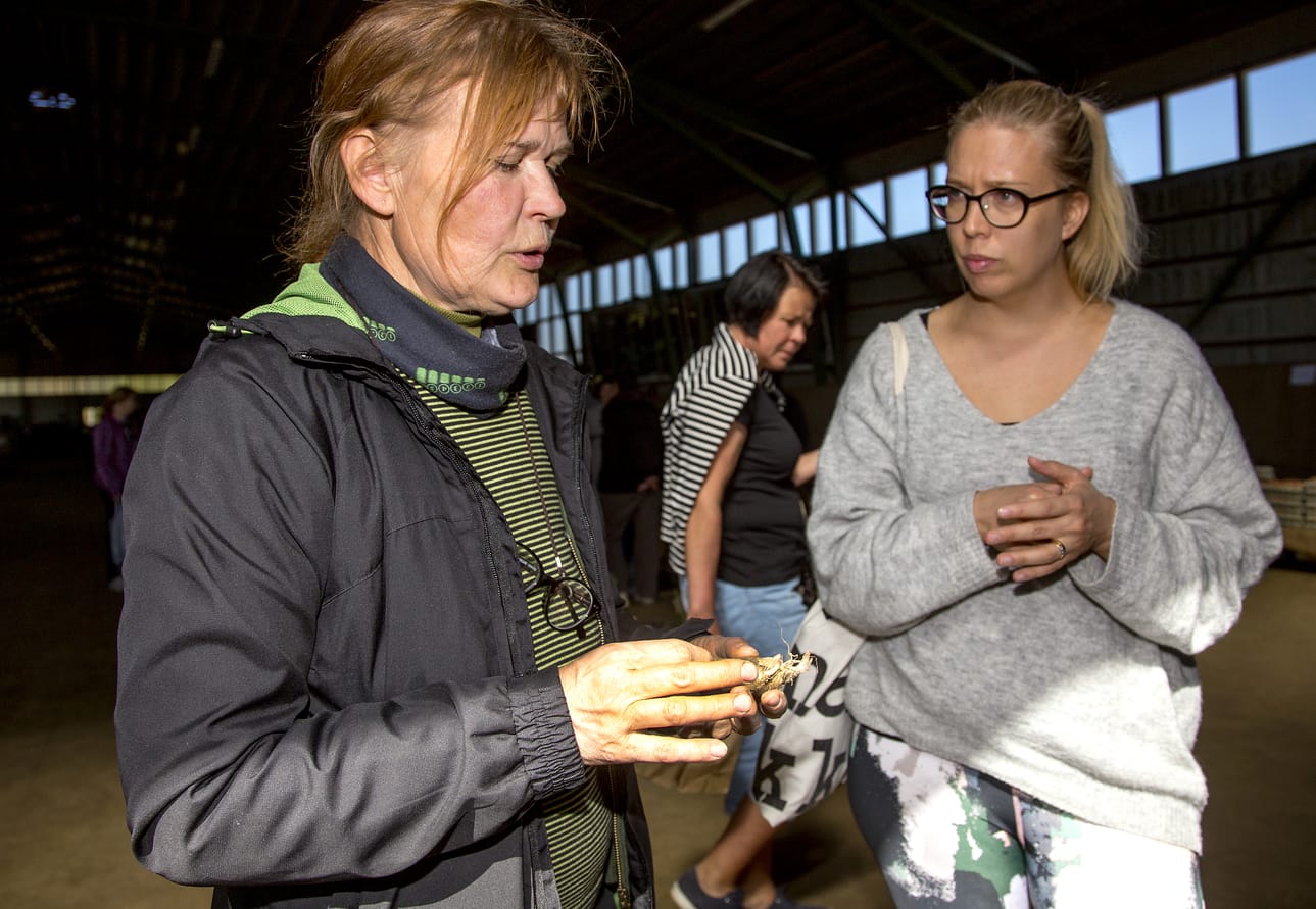 Lumijokinen luomuviljelijä Soile Prokkola esitteli oululaiselle Karolina Rasille maa-artisokan juuria. Karolina Rasin mukaan lähti messuilta maa-artisokan lisäksi muun muassa mustakuusi ja lehtikuusi.