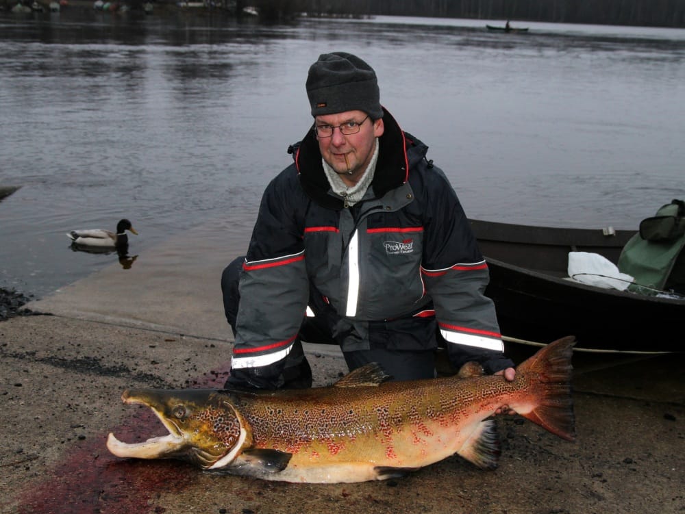 Risto Vehkaojan sunnuntainen saalis on yksi suurimmista Oulujoen suistossa uistimella saaduista kaloista. Merilohi oli 23,4 kiloa painava ja 134,5 senttiä pitkä.