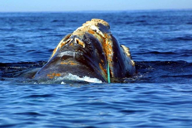 Kesäkuussa 2001 otettu kuva mustavalaasta, joka on sotkeutunut kalastajien köyteen Yhdysvaltain Cape Codin edustalla. Valasasiantuntijoiden kerrottiin yrittävän köyden irrottamista, mutta tiedossa ei ole, onnistuiko se. KUVA: EPA