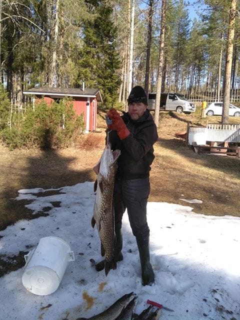 Reino Salmirinne pitää 12,5 kilon haukea.