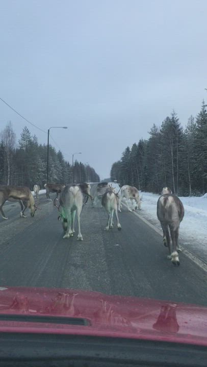 Poroilla lounaspalaveri?