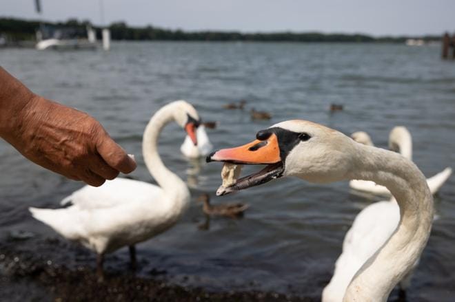 Joutsenet ovat pariuskollisuuden symboleja. Kuvan kyhmyjoutsenia ruokittiin Berliinin Müggelsee-järvellä viime elokuussa. KUVA: HAYOUNG JEON