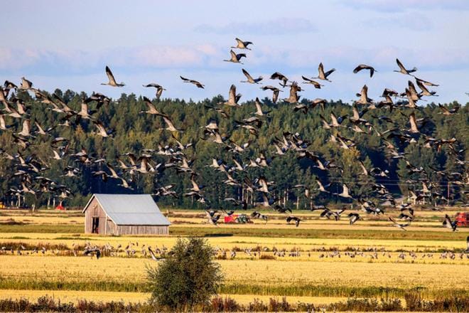 Kurjet parveutuneena Söderfjärdenissä. Arkistokuva.