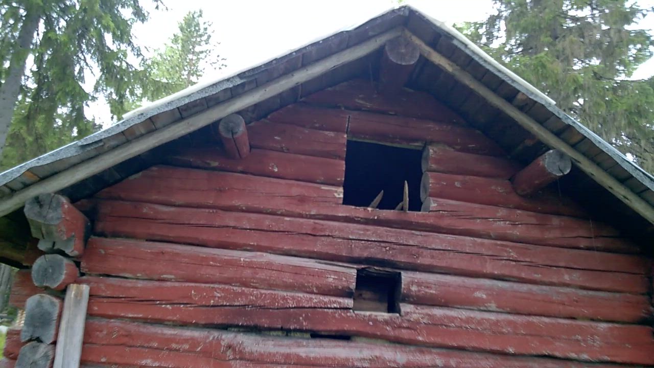 Pöllö alivuokralaisena
