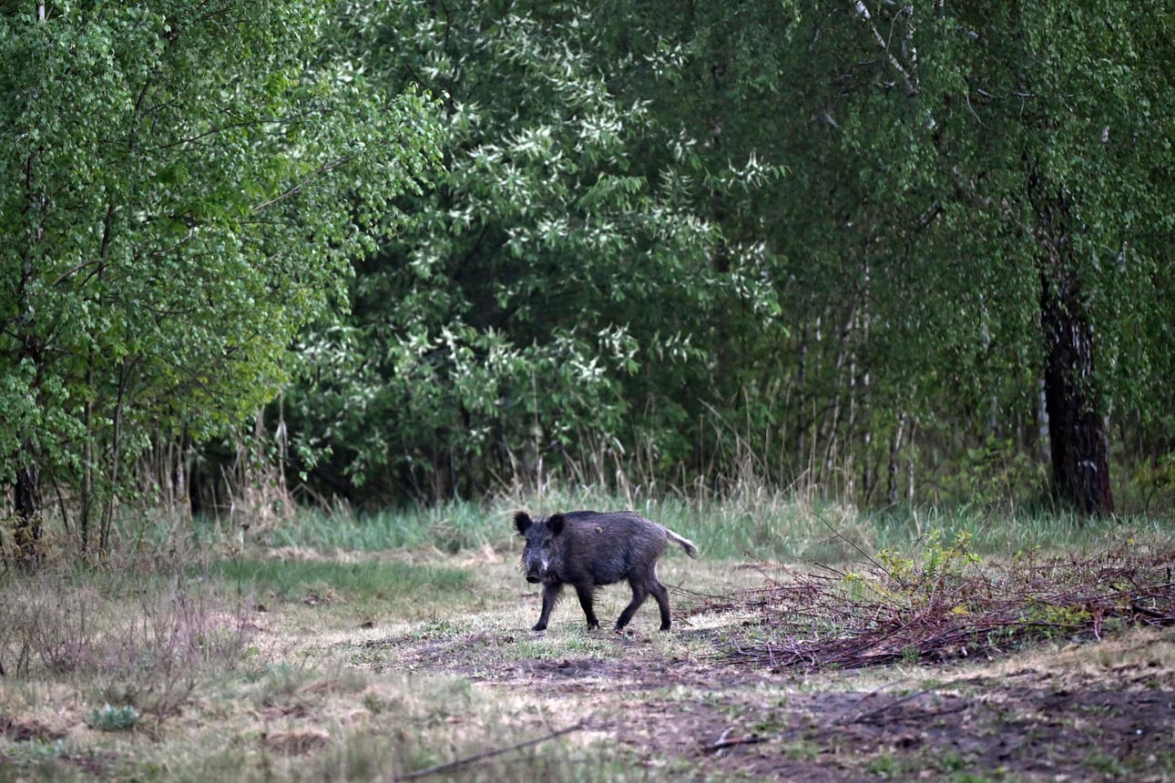 Villisika kävelee Varsovassa yksityisellä asuinalueella.