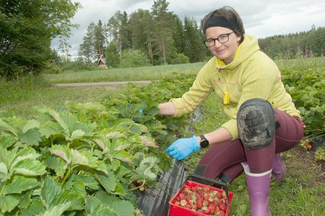 Ähtäriläislähtöisen Aino Riihimäen hymy oli herkässä Suutalan Mansikkatalolla maanantaina. KUVAT: MINNA HIIRONEN