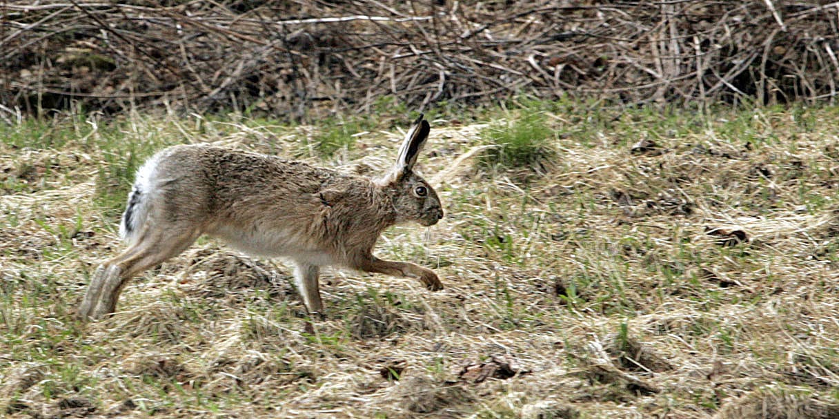 Jänisrutto ei normaalisti tartu ihmisestä toiseen, vaan yleensä ihminen saa tartunnan hyttysenpistoksesta.