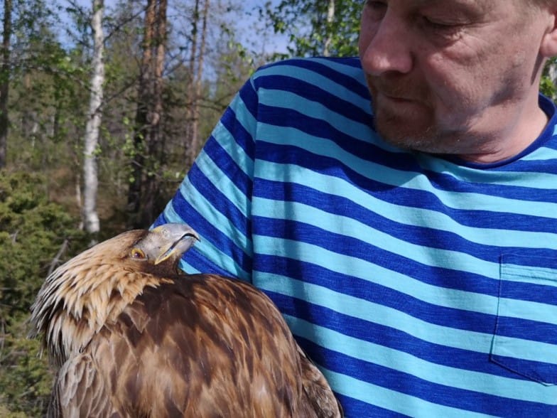 Maakotkan löysi maastosta Marko Baas. Lintu löytyi Pohjois-Kuusamosta Posio-Rovaniemi -tiestä erkanevan Salmisentien varressa sijaitsevan vanhan Salmisen koulun läheltä. Samasta paikasta löydettiin tänä keväänä huhtikuun puolivälissä myös merikotka.