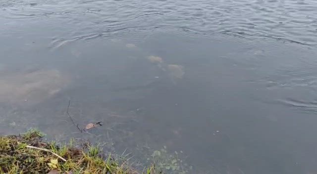 Sairas lohi Oulujoessa
