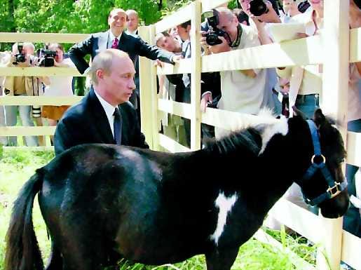 Ponille heiniä. Vladimir Putin on valjastanut julkisuuskampanjansa vetojuhdiksi muun muassa Vadik-poninsa. Italianpääministeri Silvio Berlusconia (taustalla) temppu naurattaa.