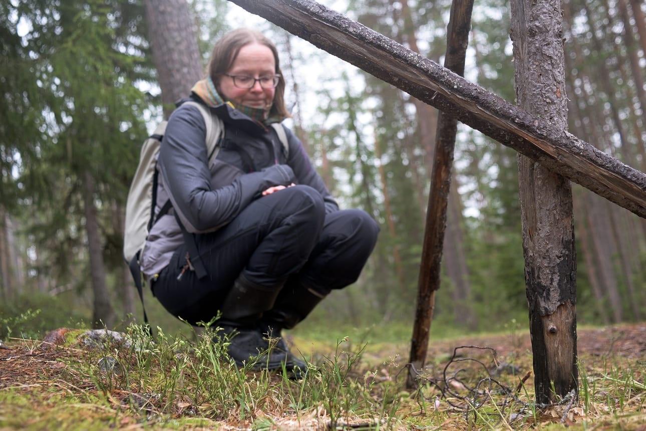 Metsähallituksen suojelubiologi Tiina Laitinen tietää, missä päin Oulankaa neidonkenkiin varmimmin törmää. Ennustaminen on helppoa, sillä kyseessä on monivuotinen kasvi.