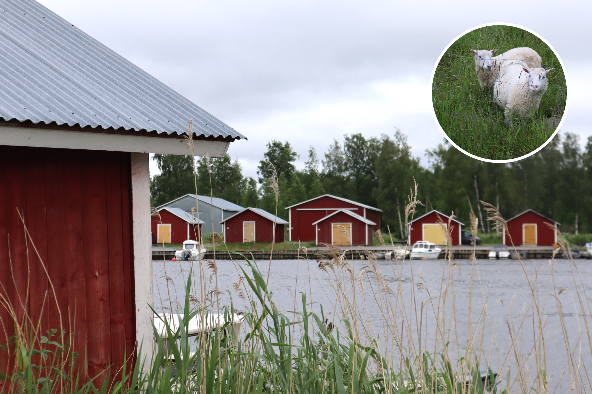 Bergö on varsinainen saariston helmi – Toimitus seikkaili kesäisen päiväretken punaisten puutalojen maisemiin