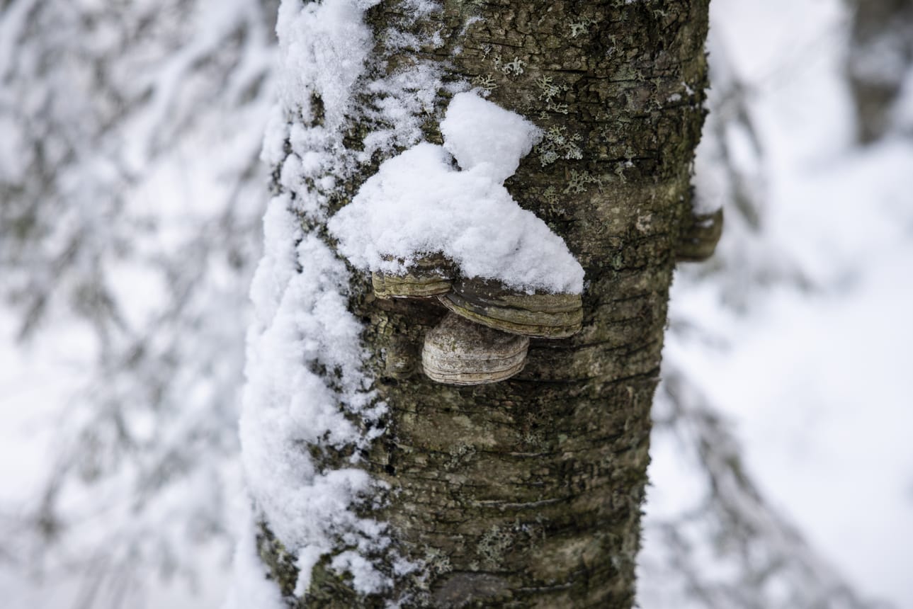 Lahot koivut ovat hömötiaista kiinnostavia pesäpuita. Tässä puussa kasvaa taulakääpiä.