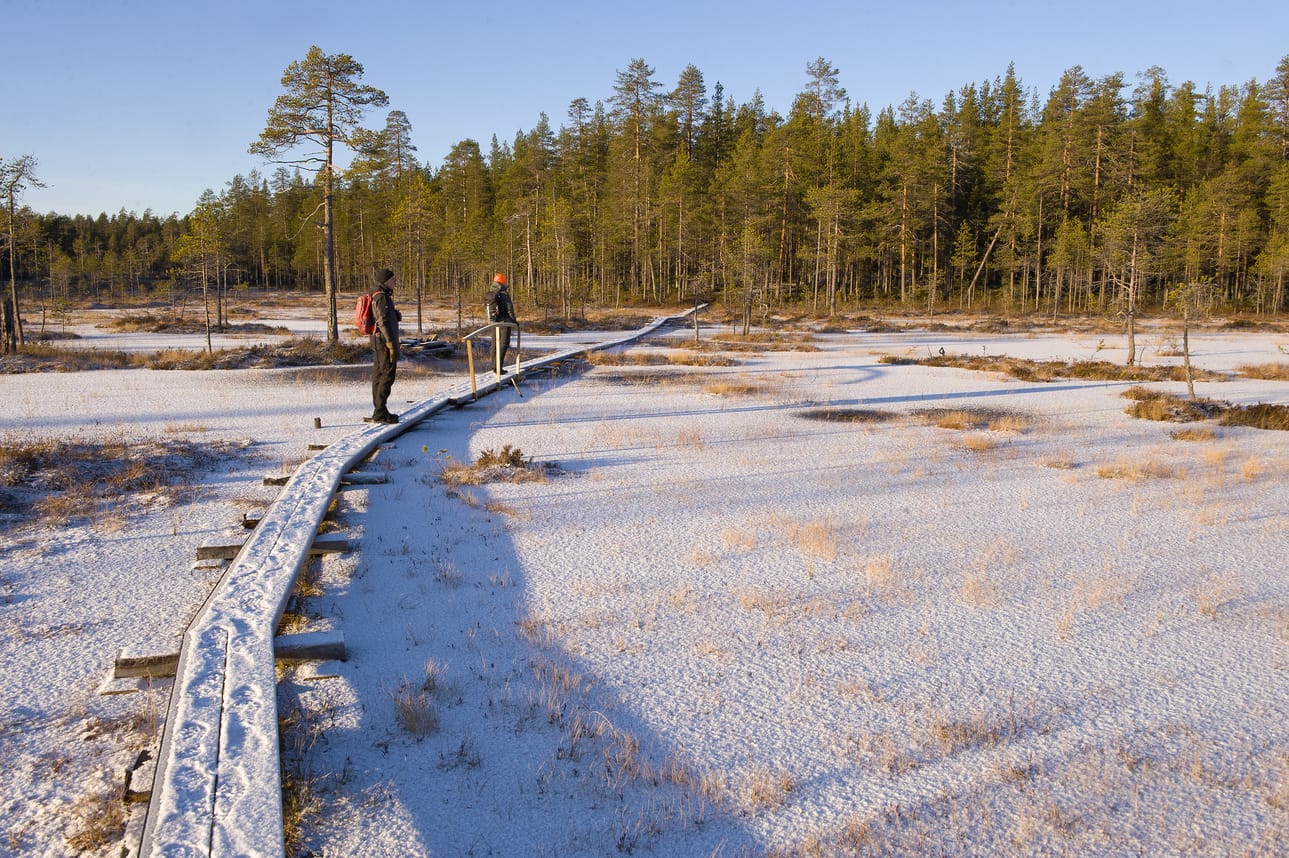 Kylmäluoman erämaiset maisemat tuovat mieleen Hossan: korkeita harjuja, kirkasvetisiä järviä, luonnontilaisia soita ja ikivanhaa metsää polkuverkoston varrella.
