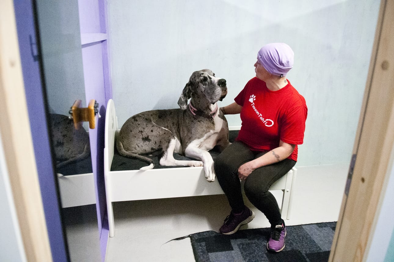 Tanskandoggi Apina esittelee uuden lemmikkihoitolan tiloja Hanne Kärnän seurana. – Se on tuommoinen perässähiihtäjä. Sen oikea nimi on Arctica, mutta luonteen takia nimi on vääntynyt Apinaksi, Kärnä nauraa.