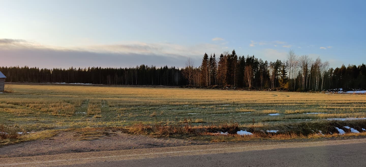 Tammikuun 9. päivänä Pyhäjoen Vihannintien varren pellot olivat näin paljaana lumesta. 