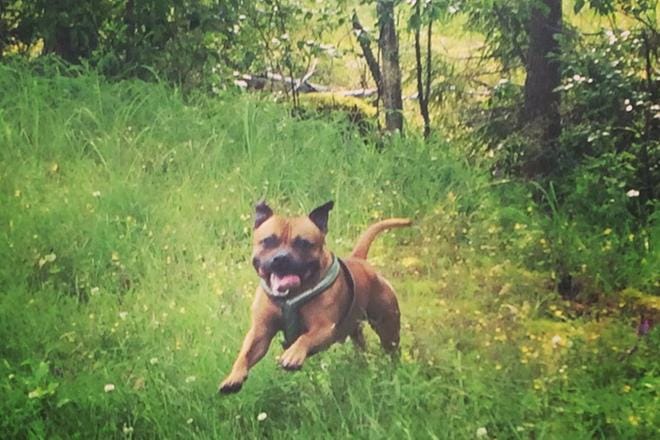 Staffordshirenbullterrieri eli staffi Rocky menehtyi 250 kilometrin matkalla Hattulan eläinsairaalaan, sillä lemmikkiä ei ehditty auttaa Seinäjoella. KUVA: MARIKA KALLIOVÄLIN KOTIALBUMI