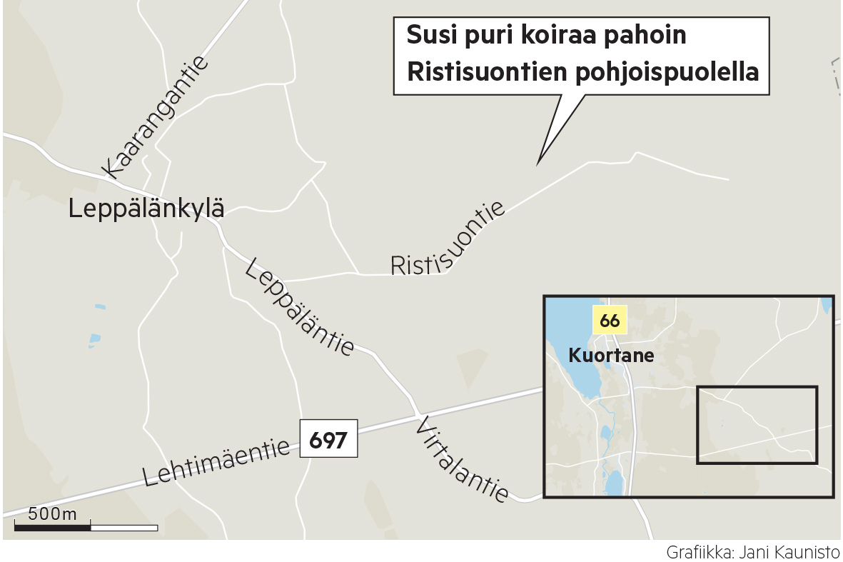 "Ei ole tällä hetkellä paljoa haluja laskea koiria irti" – Suden hyökkäys johti koiran kuolemaan Kuortaneella