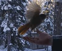 Kuusamon kuukkelit