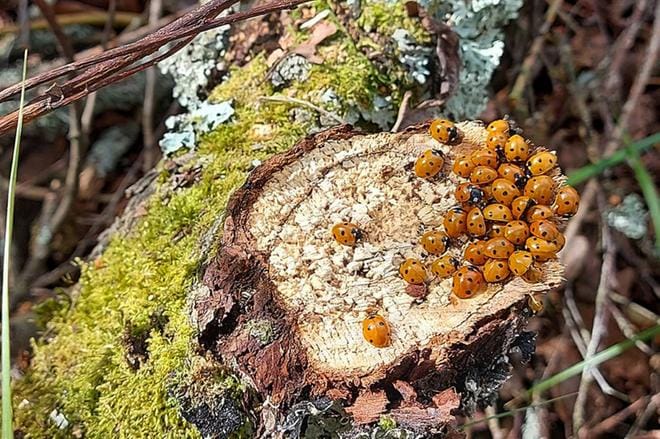 Nämä leppäkertut on kuvattu Lappajärven rannalla Alajärvellä perjantaina 23. heinäkuuta. Suomessa tunnetaan yli kuusikymmentä leppäkerttulajia. Vaeltavat leppäkertut lentävät 150–500 metrin korkeudella noin 30 kilometrin tuntinopeudella. KUVA: HANNELE SALMENAUTIO